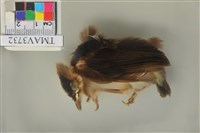 藏品(白頭翁)的圖片